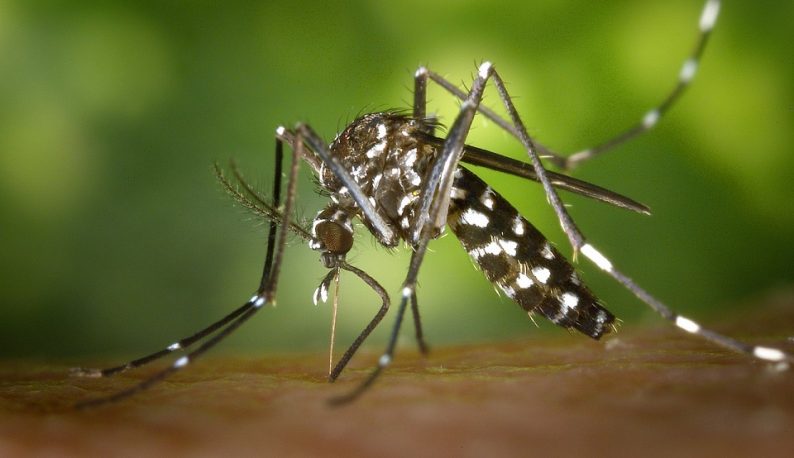Mosquito Aedes Aegypti se alimentando sobre uma pele.