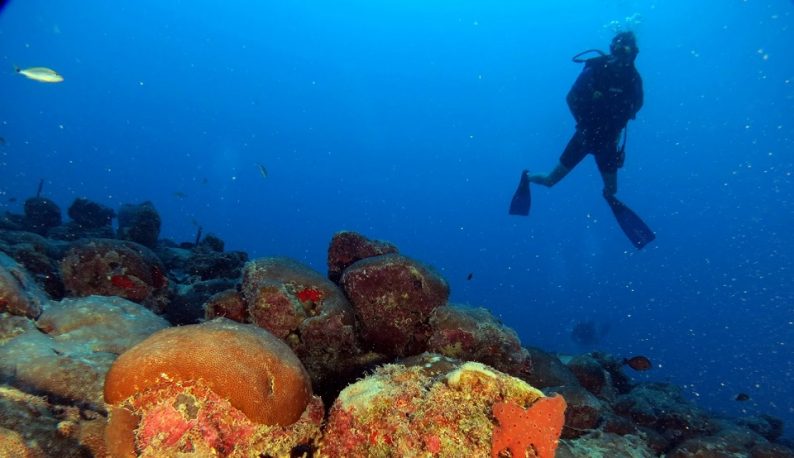 Silhueta de mergulhador ao fundo, com recife de coral em destaque (Foto: Marcus Davis/Pesquisa)