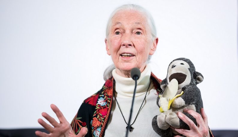 Jane Goodall falando em conferência enquanto segura uma pelúcia de macaco (Foto: Adrián Zoltán/Képszerkesztőség)