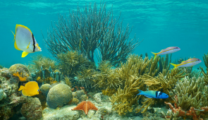 Imagem de um recife de corais, com peixes e algas (Foto: Copyright AdobeStock)