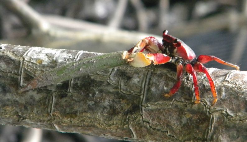 Caranguejo se alimentando de propágulo da espécie Rhizophora mangle (Foto: Alexander Ferreira/LABOMAR)