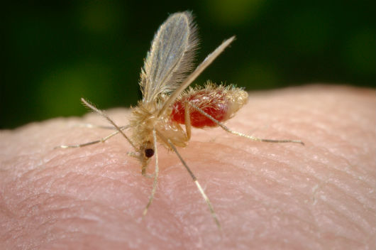 Flebotomíneo, inseto transmissor da leishmaniose (Foto: James Gathany/ Biblioteca de Imagens de Saúde Pública dos Centros de Controle e Prevenção de Doenças (PHIL))