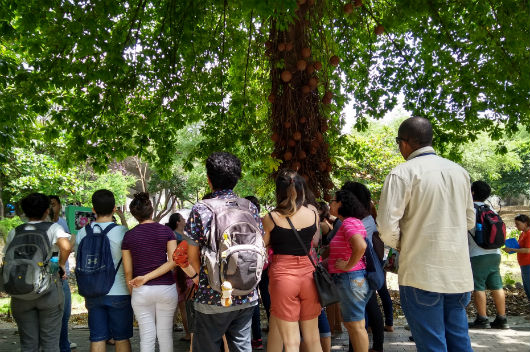 Pessoas paradas em frente a uma árvore, observando alguns aspectos do parque (Foto: Luana Oliveira/PREX-UFC)