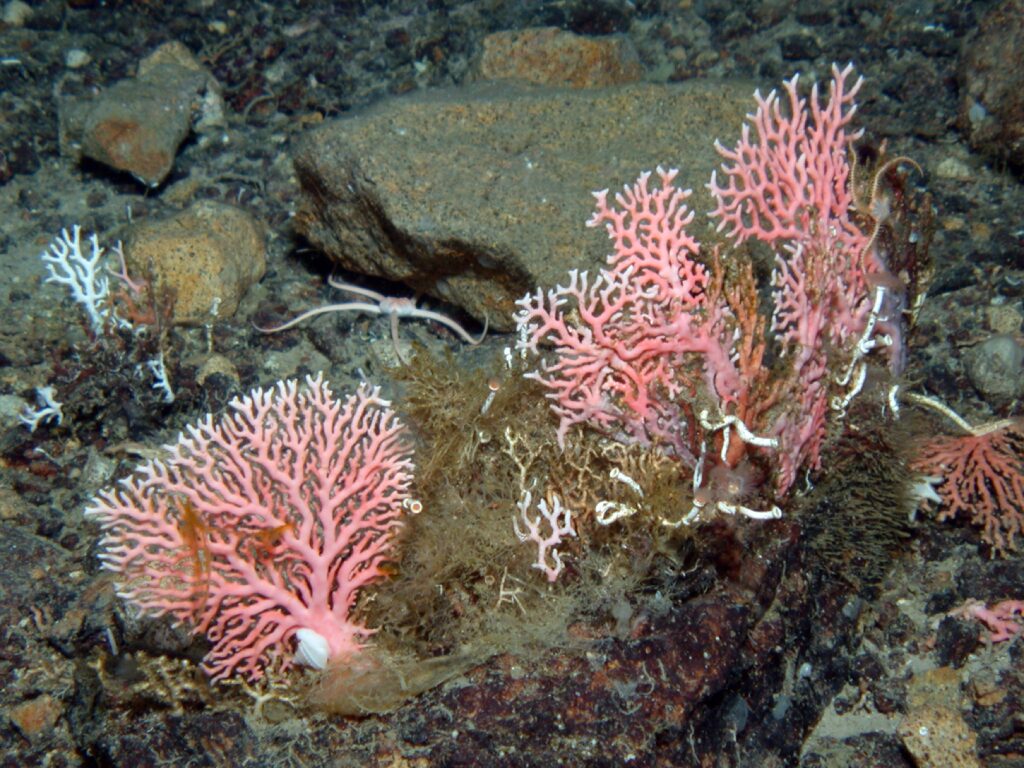 Бентосные организмы это. Бентос актинии. Кораллы бентос. Бентос в тихом океане. Бентос на литорали.