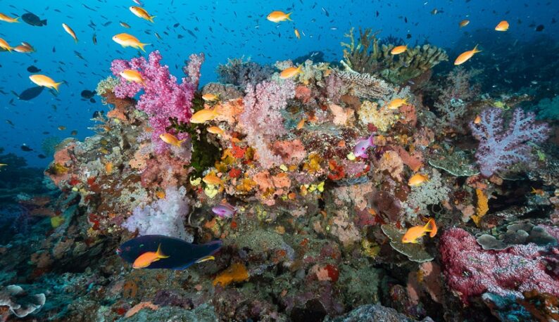 Recife de coral com diversos peixes ao redor