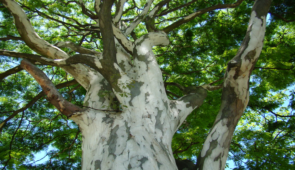 Fotografia de tronco da árvore jucá