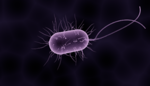 Zoom em bactéria roxa, com formato cilíndrico, em fundo escuro