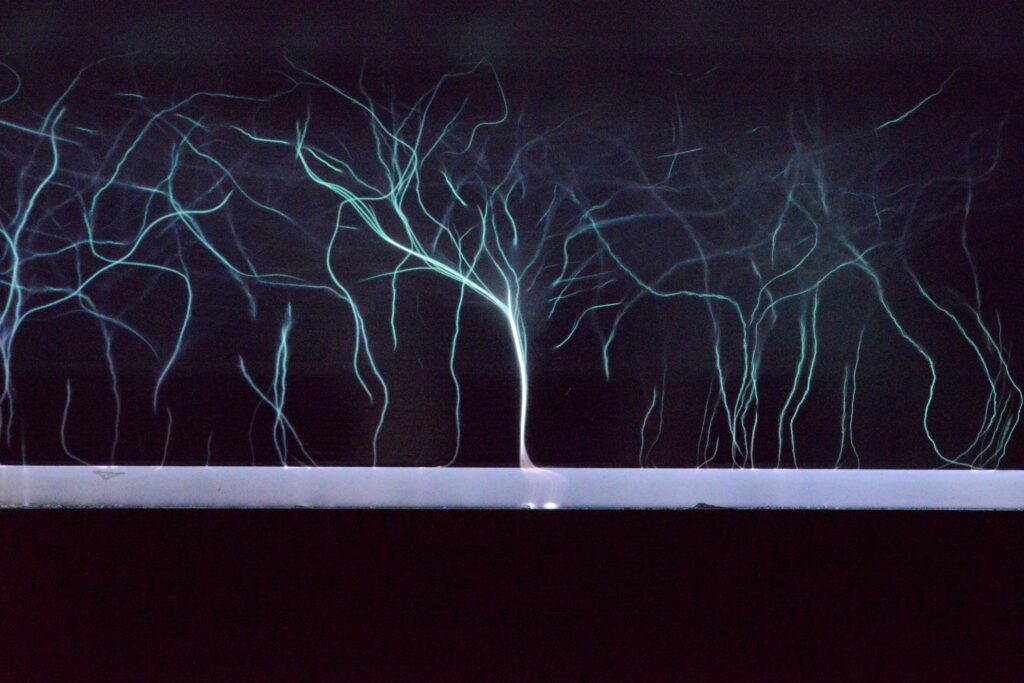 Árvores de plasma crescendo sobre uma lacuna de uma fonte de Descarga de Barreira Dielétrica