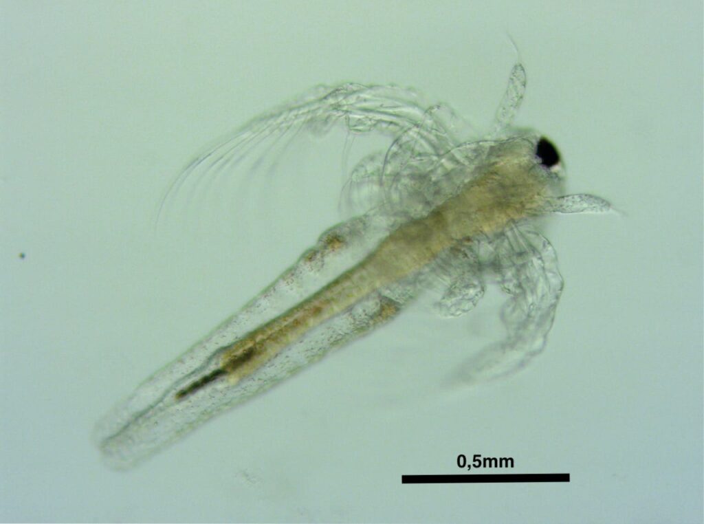Fotografia de Artemia salina em microscópio