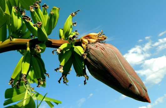 Foto de uma bananeira