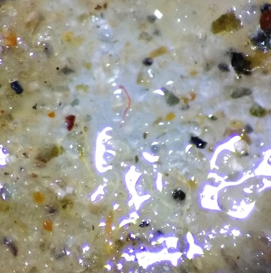Imagem em zoom de estômago de peixe, com pequenos pedaços de microplástico em diferentes cores