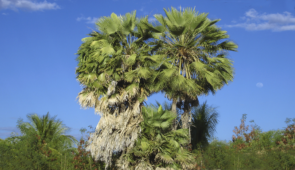 Foto mostra duas grandes árvores de carnaúba bem ao centro da imagem, com uma menor ao meio. As três plantas são cercadas por vegetações mais baixas e um céu azul ao fundo.