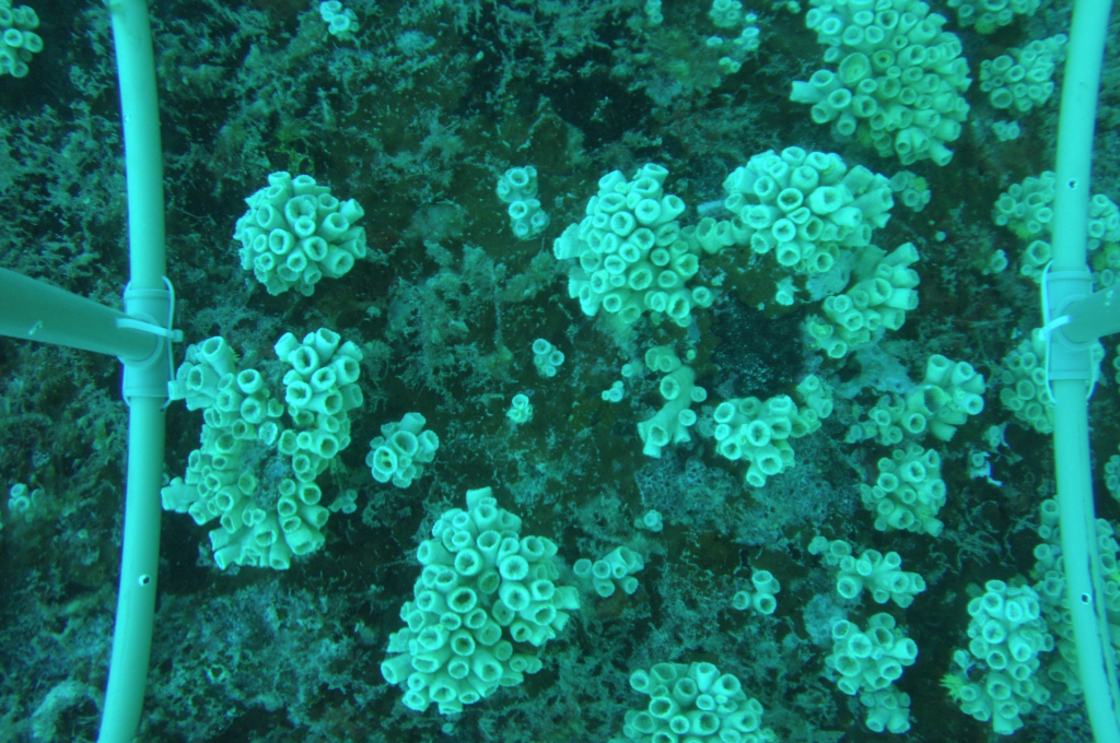 Colônias de Tubastraea tagusensis (coral-sol) no naufrágio do Acaraú (Imagem: Marcus Davis/Mar do Ceará)