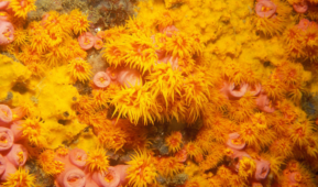 Imagem de colônia de coral-sol
