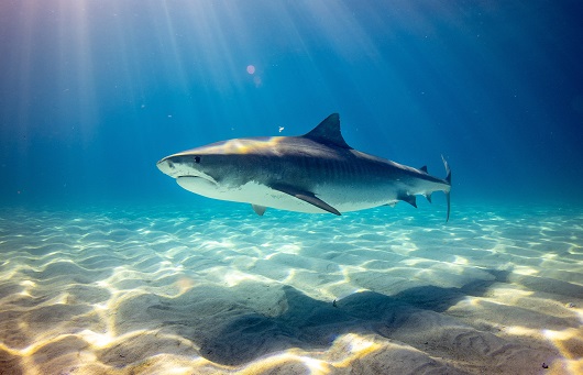 Tubarão tigre nada perto do solo (Foto: Gerald Schömbs on Unsplash)