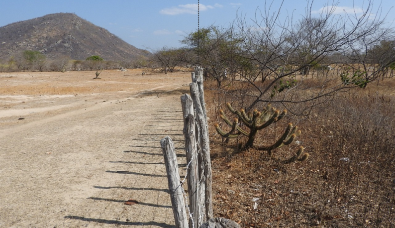À esquerda, uma área de caatinga já degradada pelo pastoreio; à direita, uma área de restauração pela técnica de pousio (Foto: Reprodução)