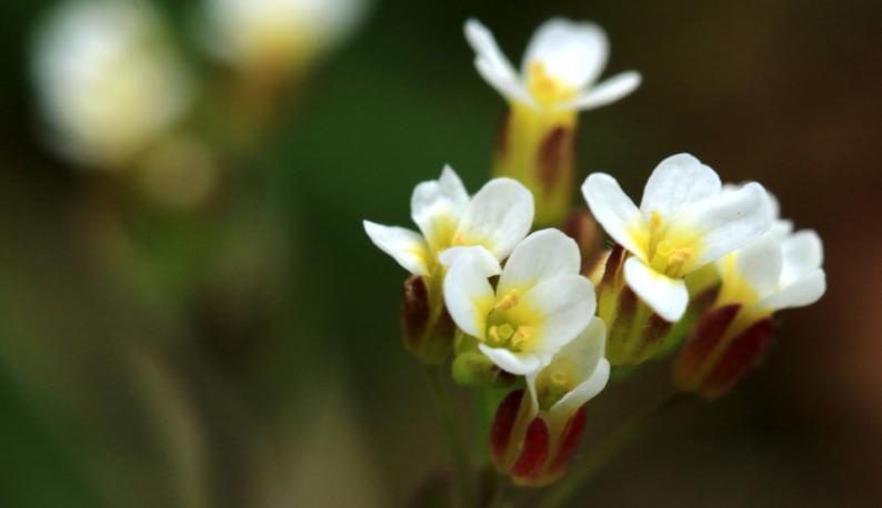 Planta da espécie Arabidopsis thaliana: flores brancas com centro amarelo