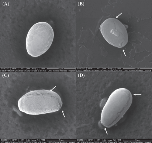 Leitura microscópica das células da Candida albicans, com alterações sofridas em sua estrutura após a interação com os peptídeos