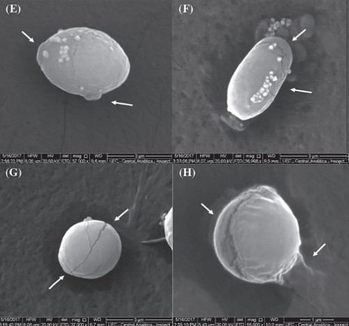 Leitura microscópica das células da Candida albicans, com alterações sofridas em sua estrutura após a interação com os peptídeos