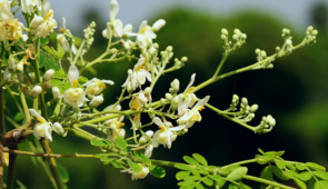 Planta Moringa oleifera: galhos finos e verdes com pequenas flores brancas
