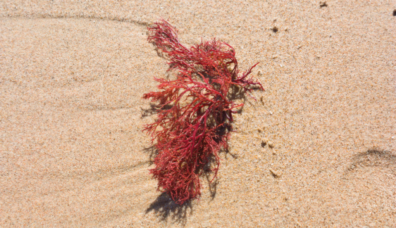 Foto mostra uma alga vermelha sobre areia de praia. A alga é vista de cima e está bem no centro da imagem