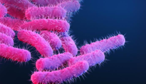 Ilustração médica de bactérias Shingella: bastonetes de cor rosa, formato cilíndrico, com pequenos pelos em torno, sobre um fundo escuro (Stephanie Rossow/CDC)