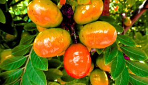 Foto mostra, por baixo, um cacho de seriguela. As frutas são amareladas, com uma delas mais avermelhada. O cacho está cercado por folhas e outras frutas ao fundo (Foto: Louisa Explore, por Pixabay)