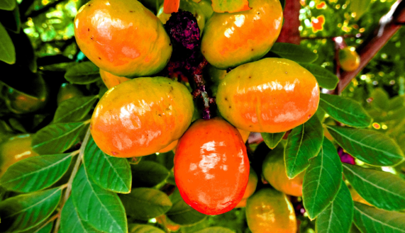Foto mostra, por baixo, um cacho de seriguela. As frutas são amareladas, com uma delas mais avermelhada. O cacho está cercado por folhas e outras frutas ao fundo (Foto: Louisa Explore, por Pixabay)
