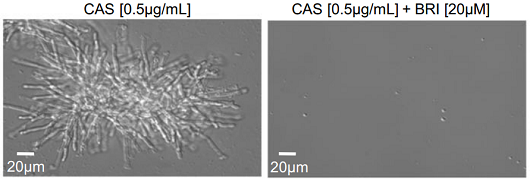 A imagem da direita mostra o fungo tratado apenas com a caspofungina (CAS); na imagem da esquerda, vê-se a redução da quantidade do fungo com a adição da brilacidina (BRI) (Imagem: Reprodução)