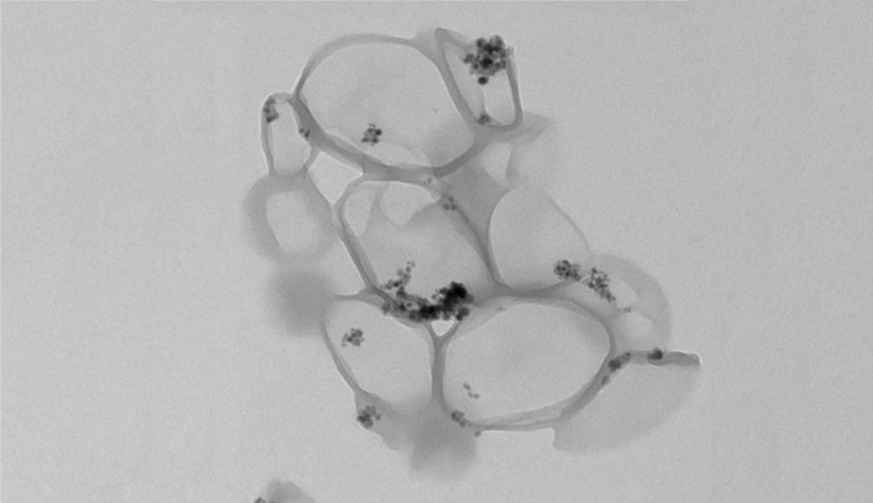 Imagens das nanocápsulas obtidas por Microscopia Eletrônica de Transmissão (TEM) (Imagem: Reprodução)