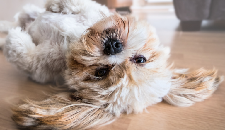 Shih-tzus, pugs e bulldogs: pele da tilápia é usada em cirurgia de córneas de cachorros