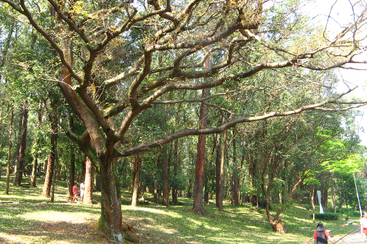 Imagem: foto da árvore de copaíba