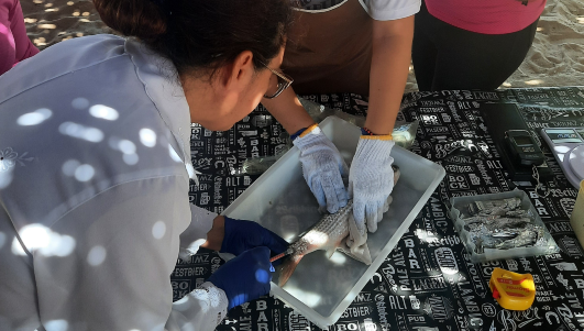 Pesquisadores usam seringa para coletar amostras em peixe (Equipe Lacor/Labomar/UFC)