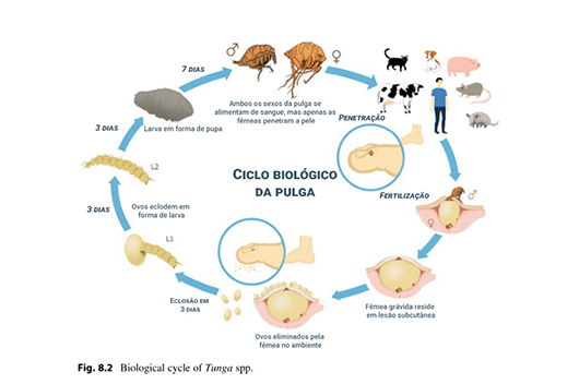 Infográfico do ciclo biológico da pulga