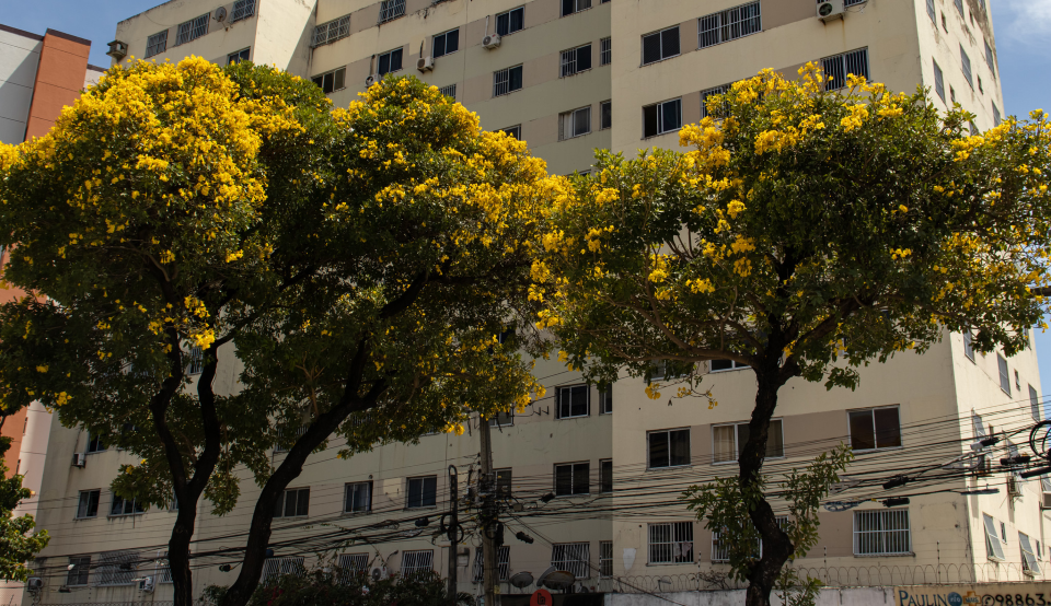 Foto de dois ipês floridos