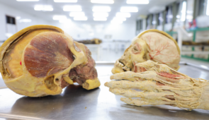 Peças anatômicas plastinadas pela equipe da UFC
