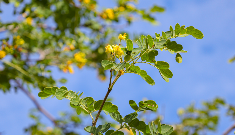 Galho de Jucá com flores