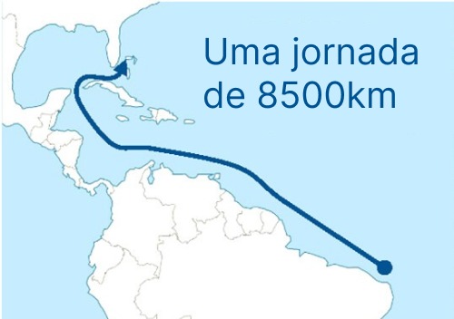 Mapa do trajeto feito pelo óleo