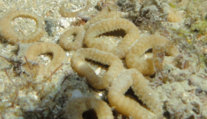 Imagem: zoantídeos no mar, invertebrados que são parentes próximos dos corais e anêmonas