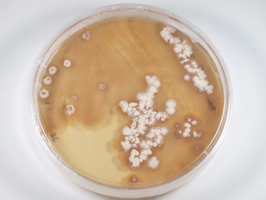 Imagem: amostra laboratorial da piericidina A1