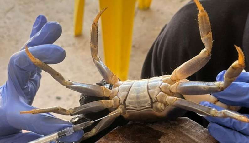 Caranguejo sendo manuseado por pesquisador, que usa seringa para retirar amostra de seu organismo