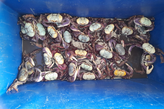 Diversos caranguejos dispostos dentro de um box azul