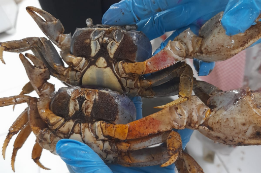Dois caranguejos sendo segurados por uma pessoa com luvas plásticas