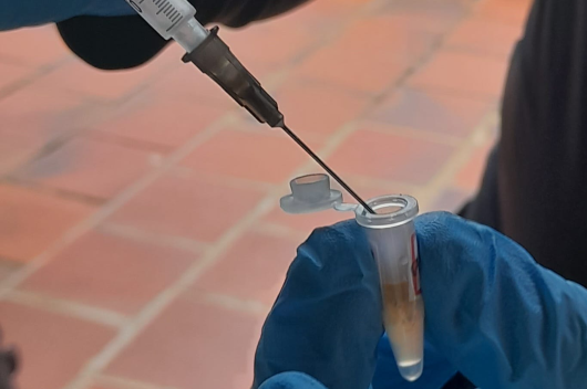Seringa depositando em um tubo a hemolinfa de um caranguejo